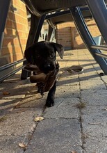 10 Labrador Retriever til salg på købhund.dk