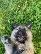 5 Schæferhund, stockhåret til salg på købhund.dk