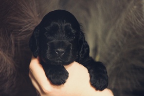 5 Engelsk Cocker Spaniel til salg på købhund.dk