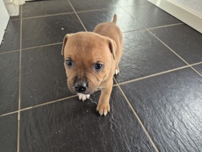 7 Staffordshire Bull Terrier til salg på købhund.dk