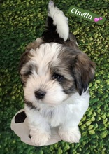 6 Bichon Havanais til salg på købhund.dk