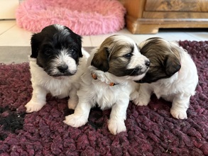 5 Bichon Havanais til salg på købhund.dk
