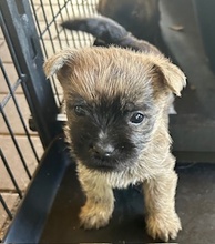 4 Cairn Terrier til salg på købhund.dk