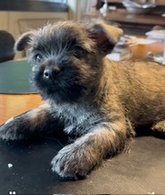 4 Cairn Terrier til salg på købhund.dk