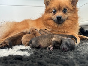 5 Volpino Italiano til salg på købhund.dk