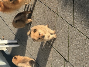 5 Volpino Italiano til salg på købhund.dk