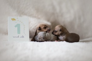 3 Italiensk Mynde til salg på købhund.dk