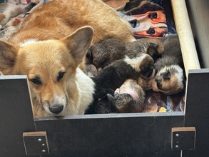 10 Welsh Corgi Pembroke til salg på købhund.dk