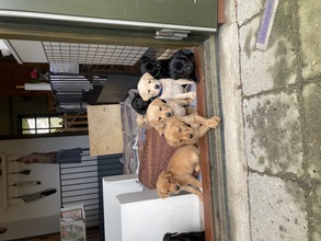 10 Labrador Retriever til salg på købhund.dk
