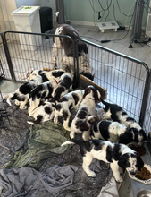 11 Engelsk Springer Spaniel til salg på købhund.dk