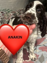 11 Engelsk Springer Spaniel til salg på købhund.dk