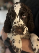 11 Engelsk Springer Spaniel til salg på købhund.dk