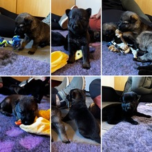 10 Schæferhund, stockhåret til salg på købhund.dk