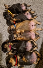6 Petit Brabançon til salg på købhund.dk