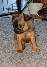 6 Petit Brabançon til salg på købhund.dk