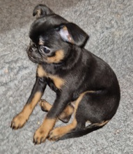 6 Petit Brabançon til salg på købhund.dk