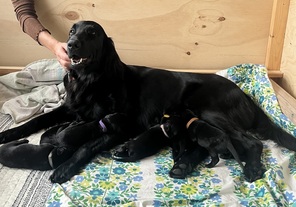 8 Flat Coated Retriever til salg på købhund.dk
