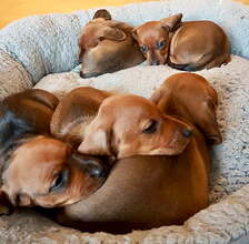 5 Korthåret Gravhund til salg på købhund.dk