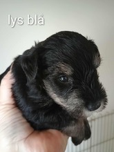 8 Dværgschnauzer, sort/sølv til salg på købhund.dk