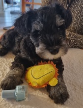 8 Dværgschnauzer, sort/sølv til salg på købhund.dk