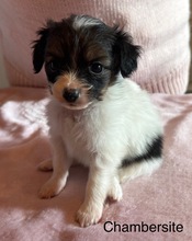 5 Phalène til salg på købhund.dk