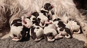 7 Engelsk Springer Spaniel til salg på købhund.dk