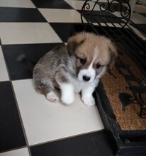 5 Welsh Corgi Pembroke til salg på købhund.dk