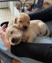 9 Golden Retriever til salg på købhund.dk