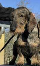 2 Ruhåret Gravhund til salg på købhund.dk