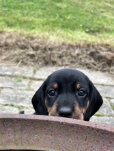 10 Korthåret Gravhund til salg på købhund.dk