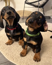 10 Korthåret Gravhund til salg på købhund.dk