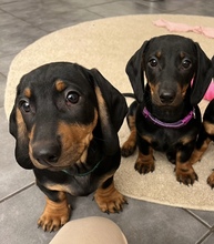 10 Korthåret Gravhund til salg på købhund.dk