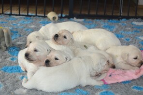 8 Golden Retriever til salg på købhund.dk