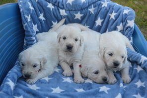 8 Golden Retriever til salg på købhund.dk