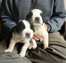 5 Sankt Bernhardshund, langhåret til salg på købhund.dk