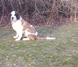 5 Sankt Bernhardshund, korthåret til salg på købhund.dk