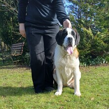 5 Sankt Bernhardshund, korthåret til salg på købhund.dk