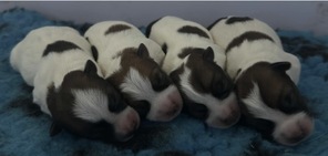 4 Jack Russell Terrier til salg på købhund.dk