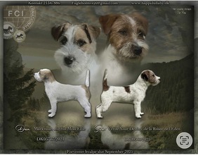 4 Jack Russell Terrier til salg på købhund.dk
