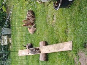 4 Cairn Terrier til salg på købhund.dk
