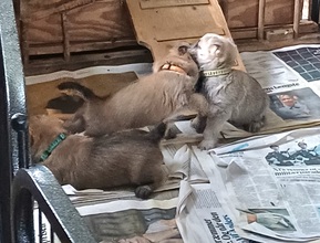 4 Cairn Terrier til salg på købhund.dk