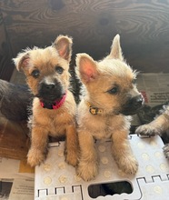 4 Cairn Terrier til salg på købhund.dk