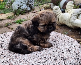 6 Shih Tzu til salg på købhund.dk