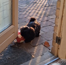 6 Shih Tzu til salg på købhund.dk