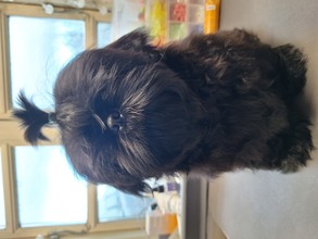 6 Shih Tzu til salg på købhund.dk