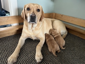2 Labrador Retriever til salg på købhund.dk