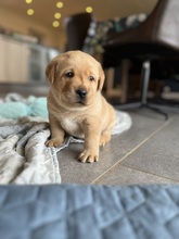 2 Labrador Retriever til salg på købhund.dk