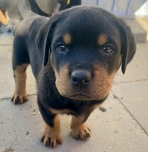 5 Rottweiler til salg på købhund.dk