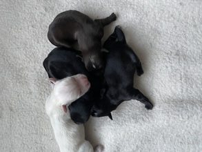 4 Bichon Havanais til salg på købhund.dk