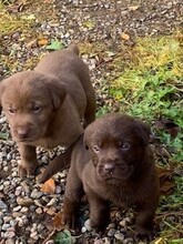 7 Labrador Retriever til salg på købhund.dk